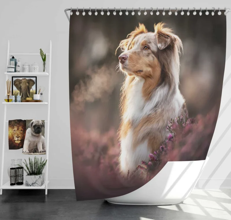 A Breed of Canine Versatility: Australian Shepherd Shower Curtain