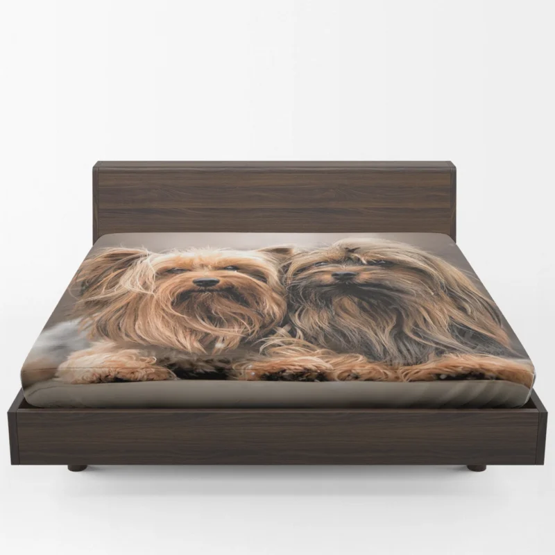 A Bundle of Cute Companions: Yorkshire Terriers Fitted Sheet 1