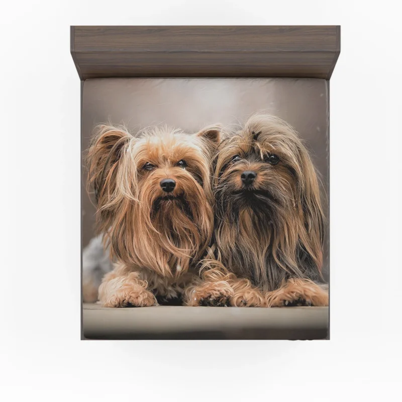 A Bundle of Cute Companions: Yorkshire Terriers Fitted Sheet