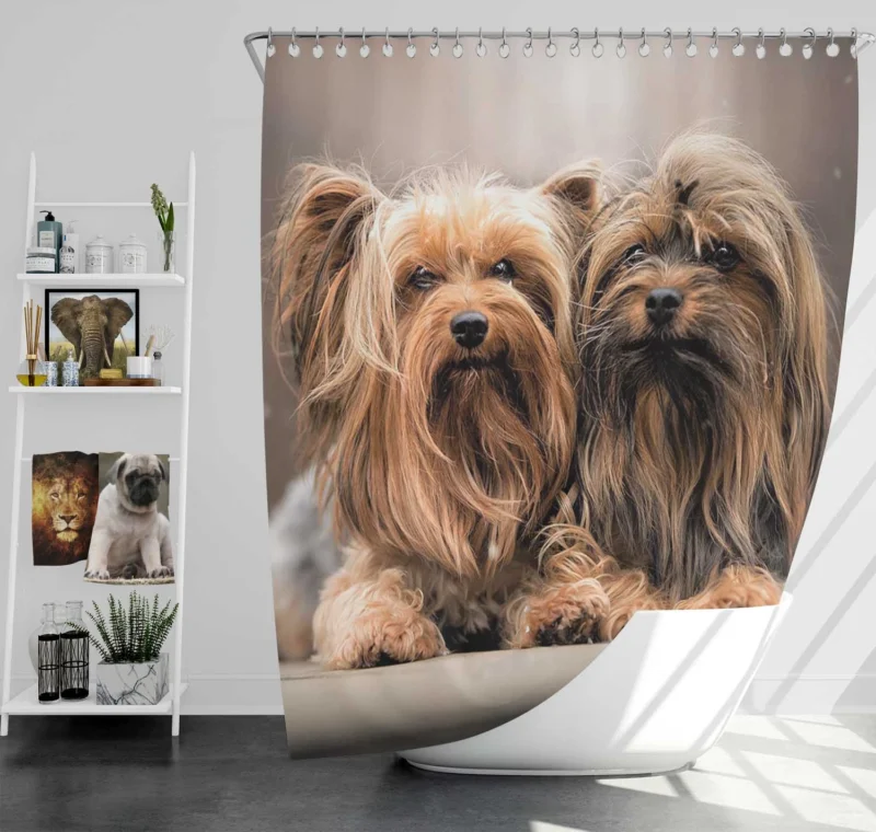 A Bundle of Cute Companions: Yorkshire Terriers Shower Curtain