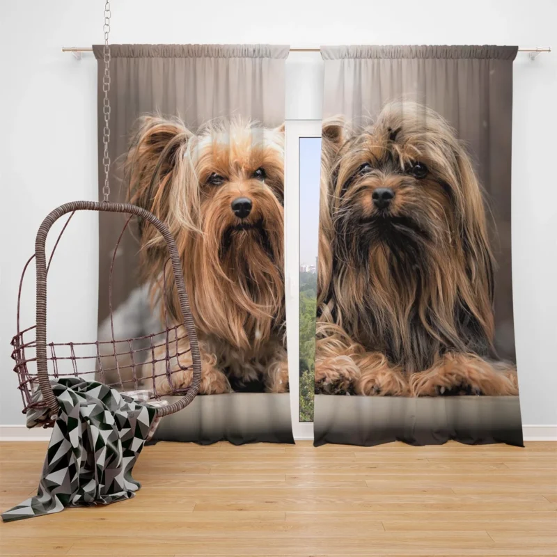 A Bundle of Cute Companions: Yorkshire Terriers Window Curtain