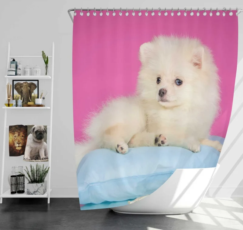 A Bundle of Cuteness: Fluffy Spitz Puppies Shower Curtain