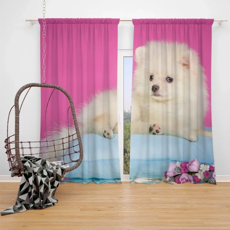 A Bundle of Cuteness: Fluffy Spitz Puppies Window Curtain