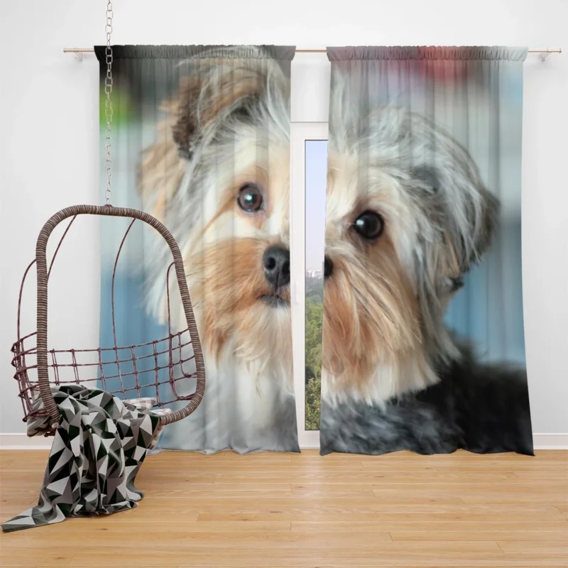 A Bundle of Joy: Yorkshire Terrier Quartet Window Curtain