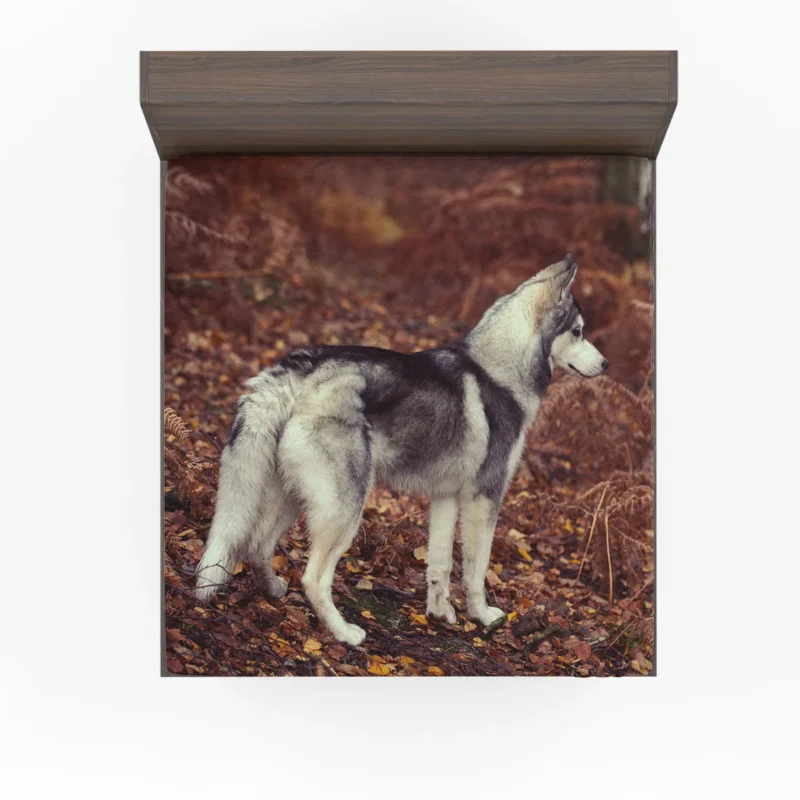 A Canine Adventure: Husky Quartet Fitted Sheet