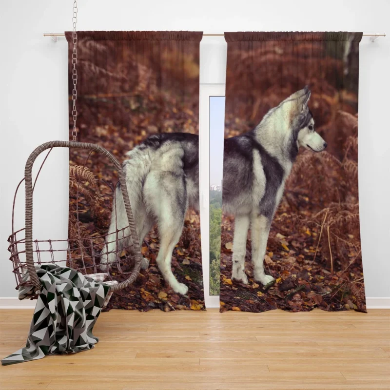 A Canine Adventure: Husky Quartet Window Curtain