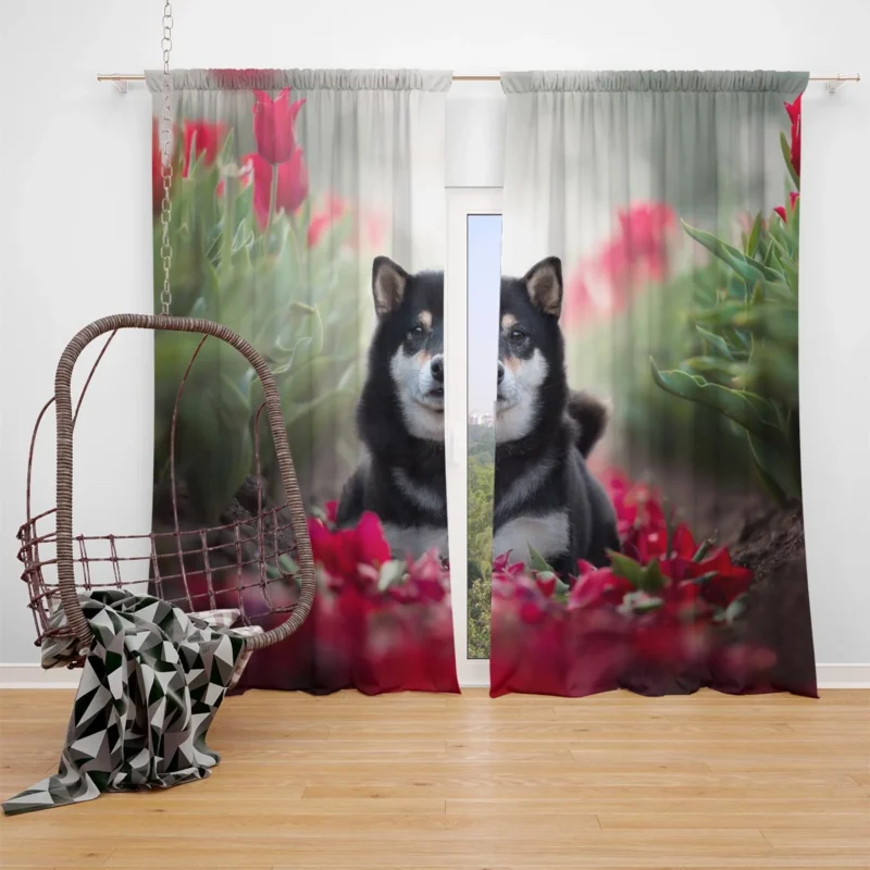 A Captivating Gaze: Shiba Inu Quartet Window Curtain