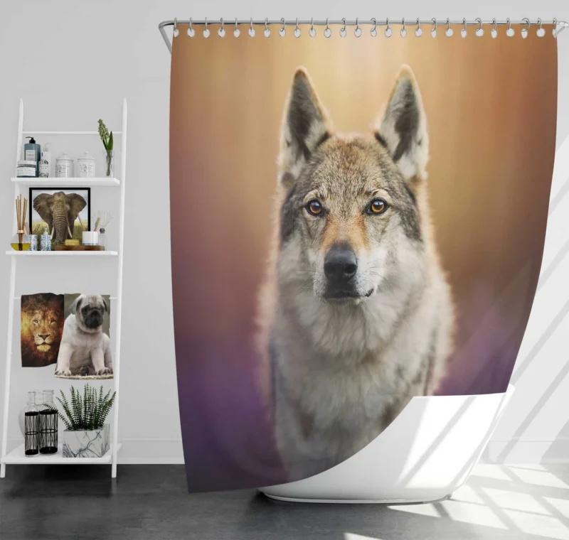 A Captivating Wolfish Stare: Wolfdog Quartet Shower Curtain