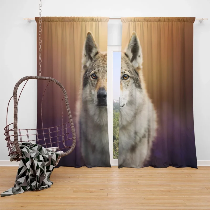 A Captivating Wolfish Stare: Wolfdog Quartet Window Curtain