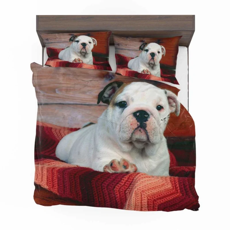 A Celebration of Bulldog Charm: Bulldog Wallpaper Bedding Set 1