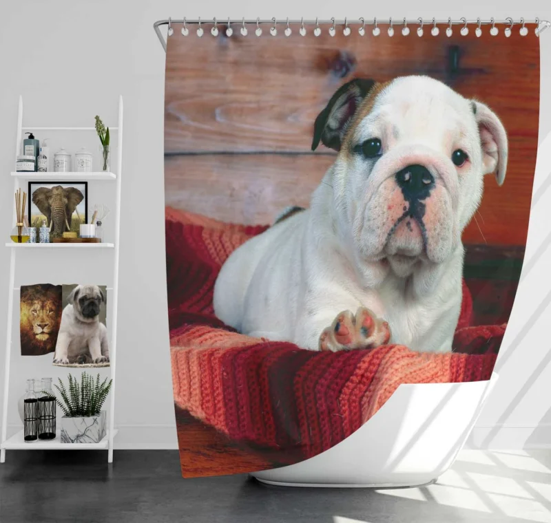 A Celebration of Bulldog Charm: Bulldog Wallpaper Shower Curtain