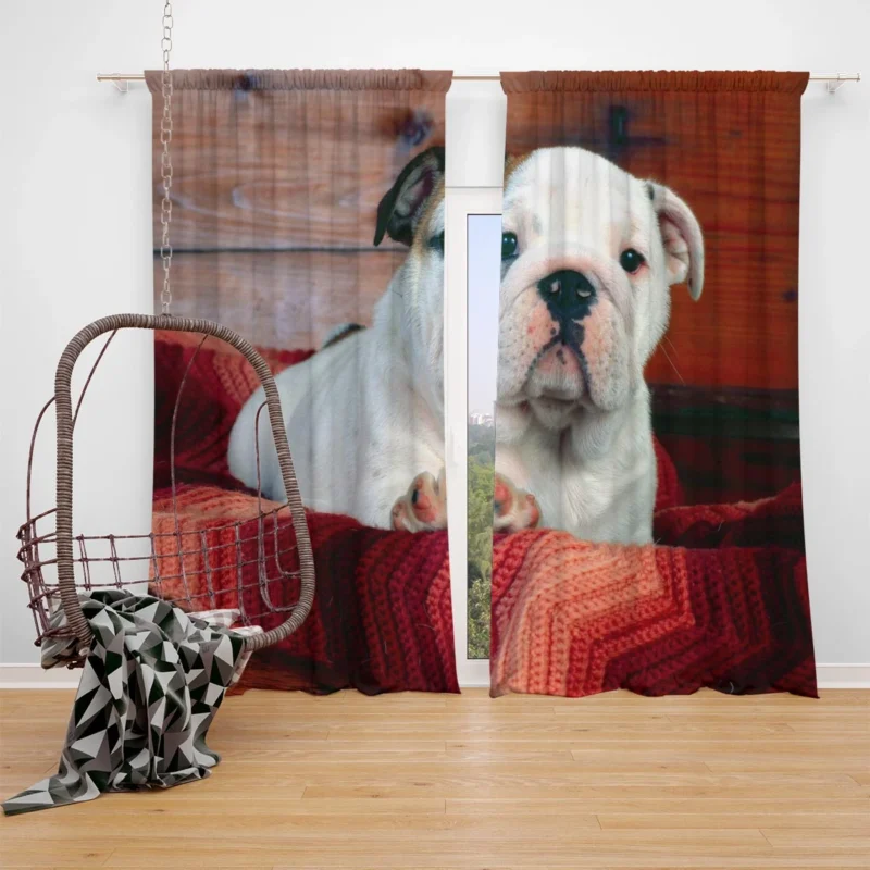 A Celebration of Bulldog Charm: Bulldog Wallpaper Window Curtain