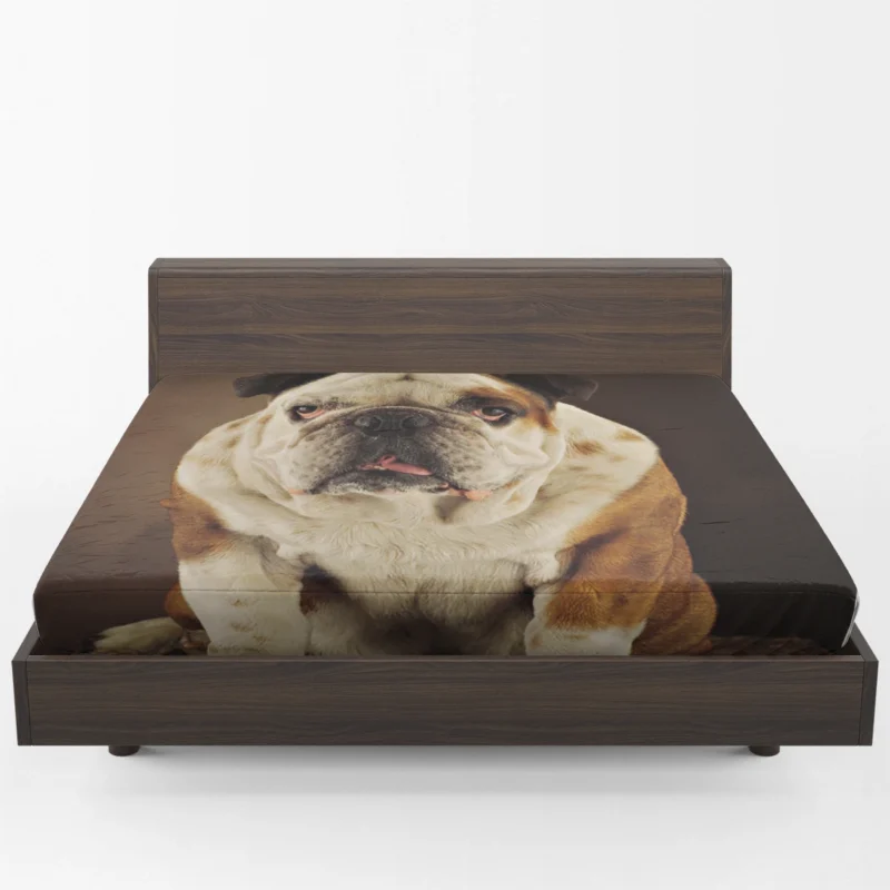 A Gaze of Bulldog Beauty: Bulldog Quartet Fitted Sheet 1