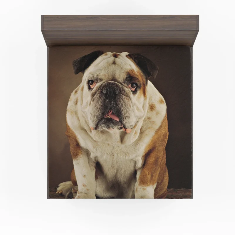 A Gaze of Bulldog Beauty: Bulldog Quartet Fitted Sheet