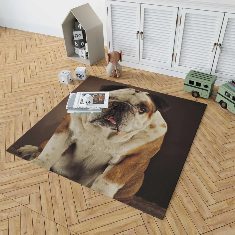 A Gaze of Bulldog Beauty: Bulldog Quartet Floor Rug 1