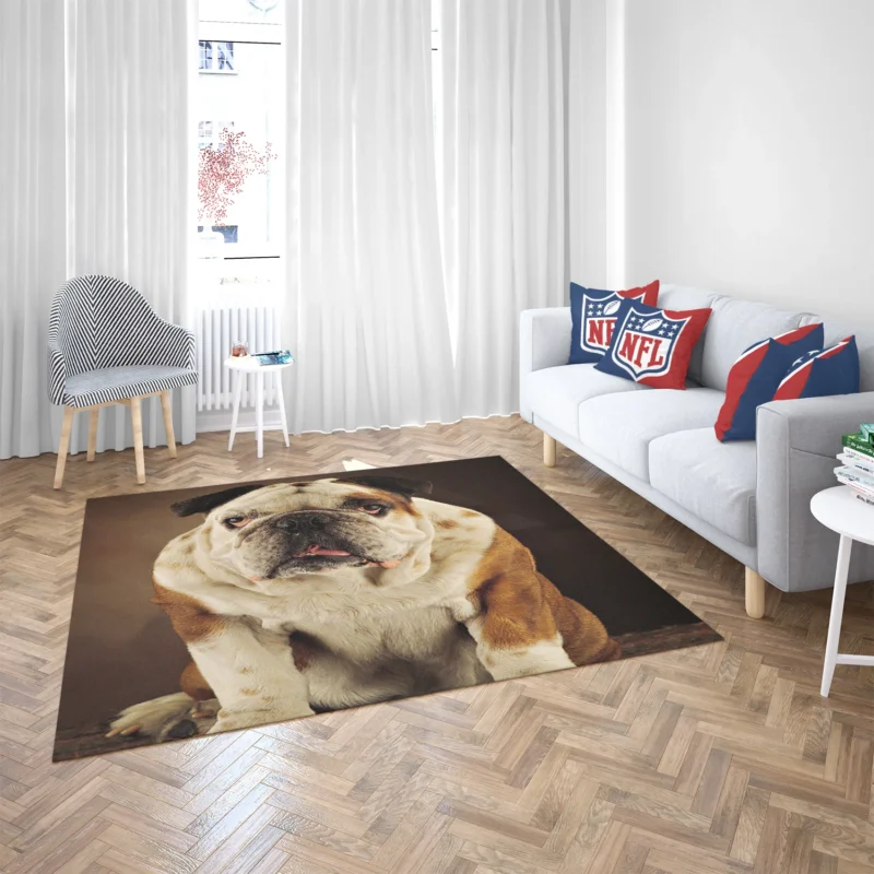 A Gaze of Bulldog Beauty: Bulldog Quartet Floor Rug 2