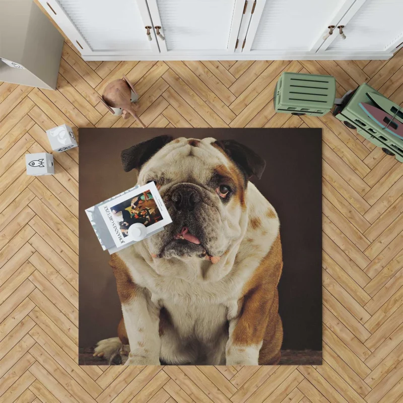 A Gaze of Bulldog Beauty: Bulldog Quartet Floor Rug