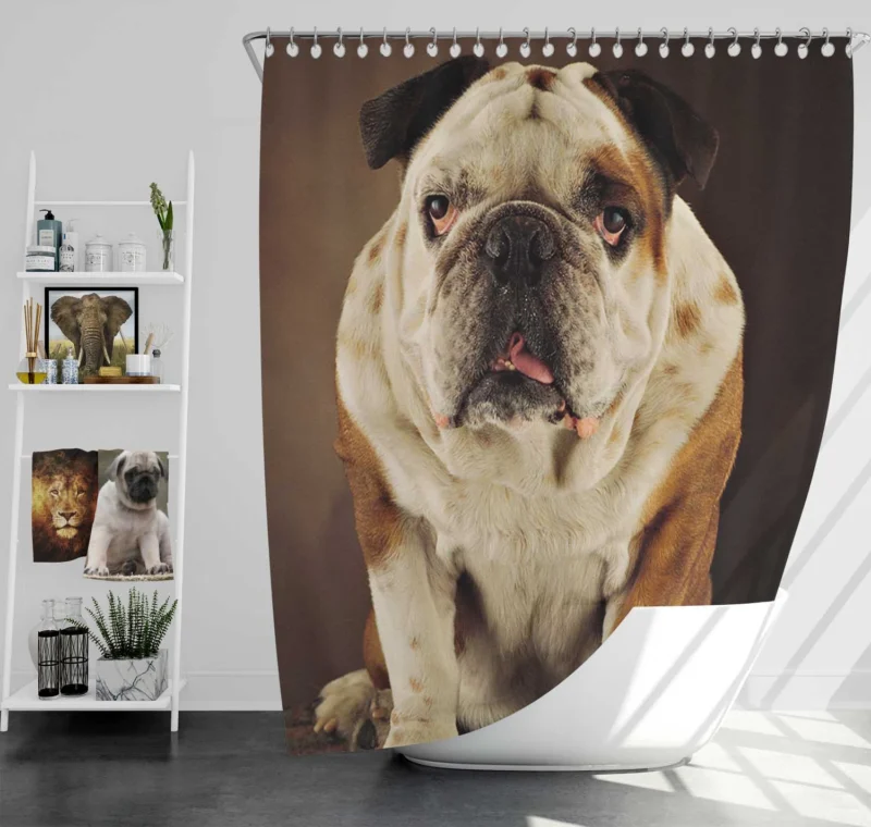 A Gaze of Bulldog Beauty: Bulldog Quartet Shower Curtain