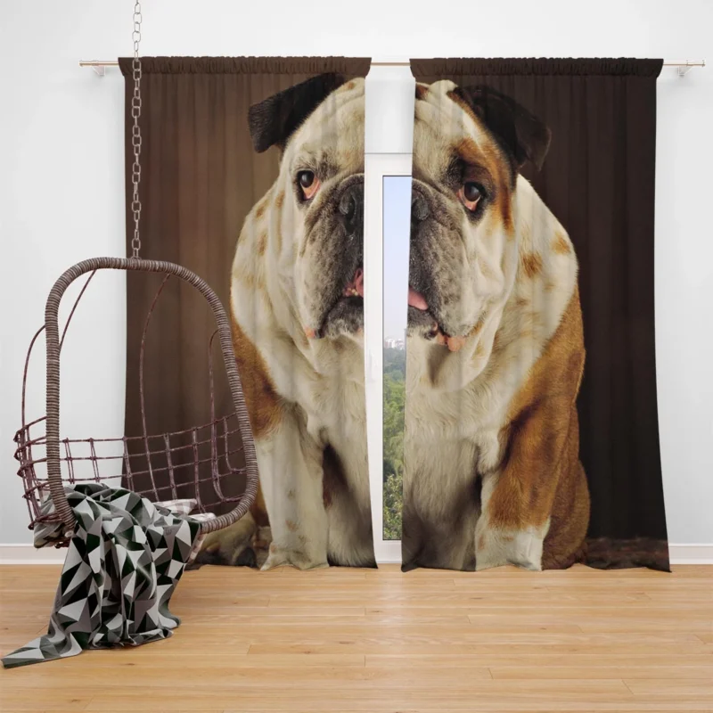 A Gaze of Bulldog Beauty: Bulldog Quartet Window Curtain