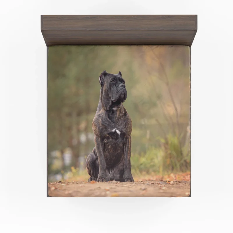 A Gaze of Strength: Cane Corso Quartet Fitted Sheet