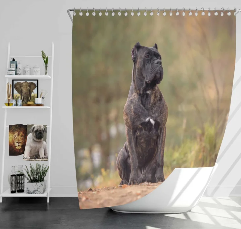 A Gaze of Strength: Cane Corso Quartet Shower Curtain