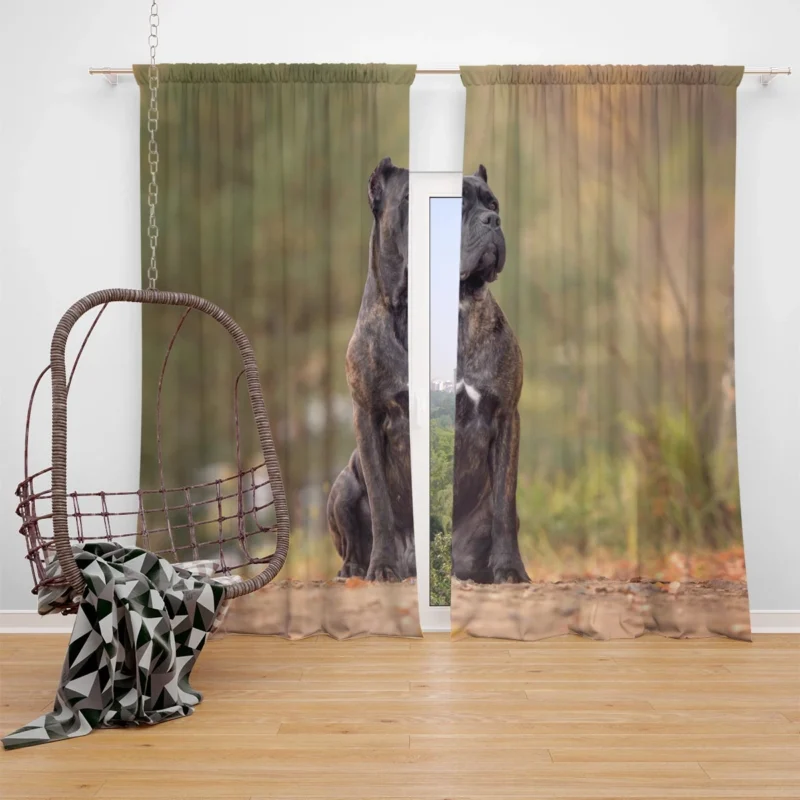 A Gaze of Strength: Cane Corso Quartet Window Curtain