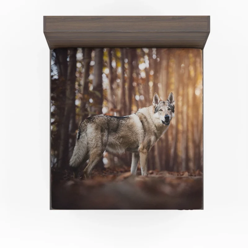 A Gaze of Wisdom: Czechoslovakian Wolfdog Quartet Fitted Sheet