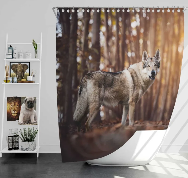 A Gaze of Wisdom: Czechoslovakian Wolfdog Quartet Shower Curtain