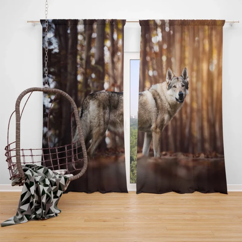 A Gaze of Wisdom: Czechoslovakian Wolfdog Quartet Window Curtain