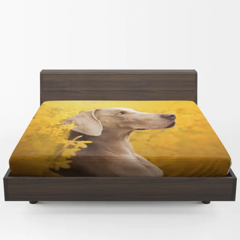 A Glimpse of Serenity: Weimaraner Quartet Fitted Sheet 1