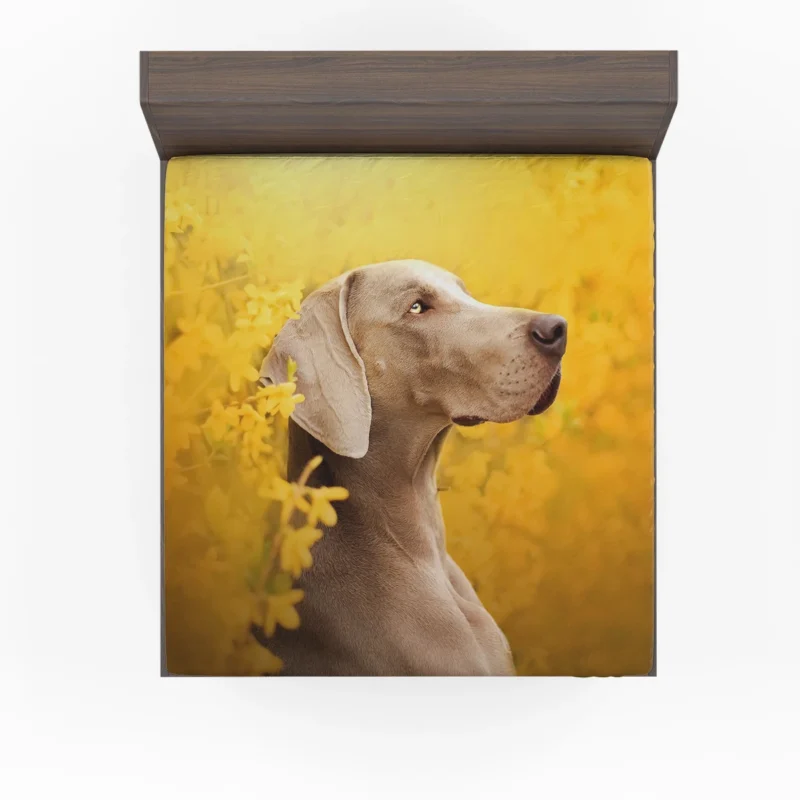 A Glimpse of Serenity: Weimaraner Quartet Fitted Sheet