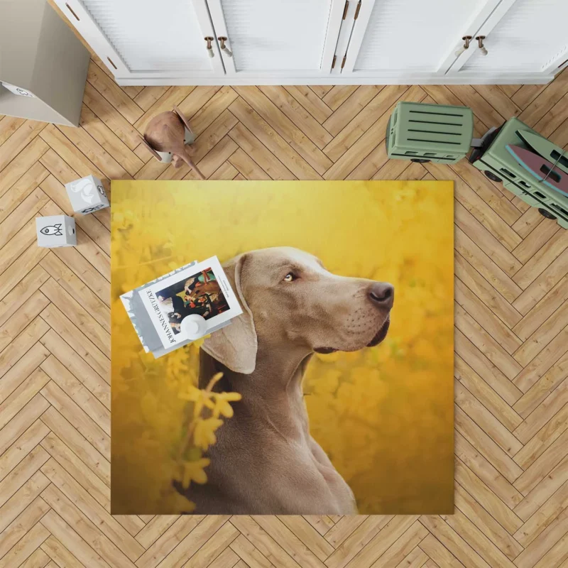 A Glimpse of Serenity: Weimaraner Quartet Floor Rug