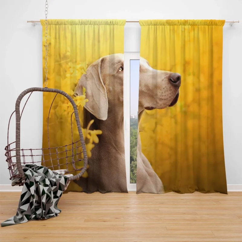 A Glimpse of Serenity: Weimaraner Quartet Window Curtain