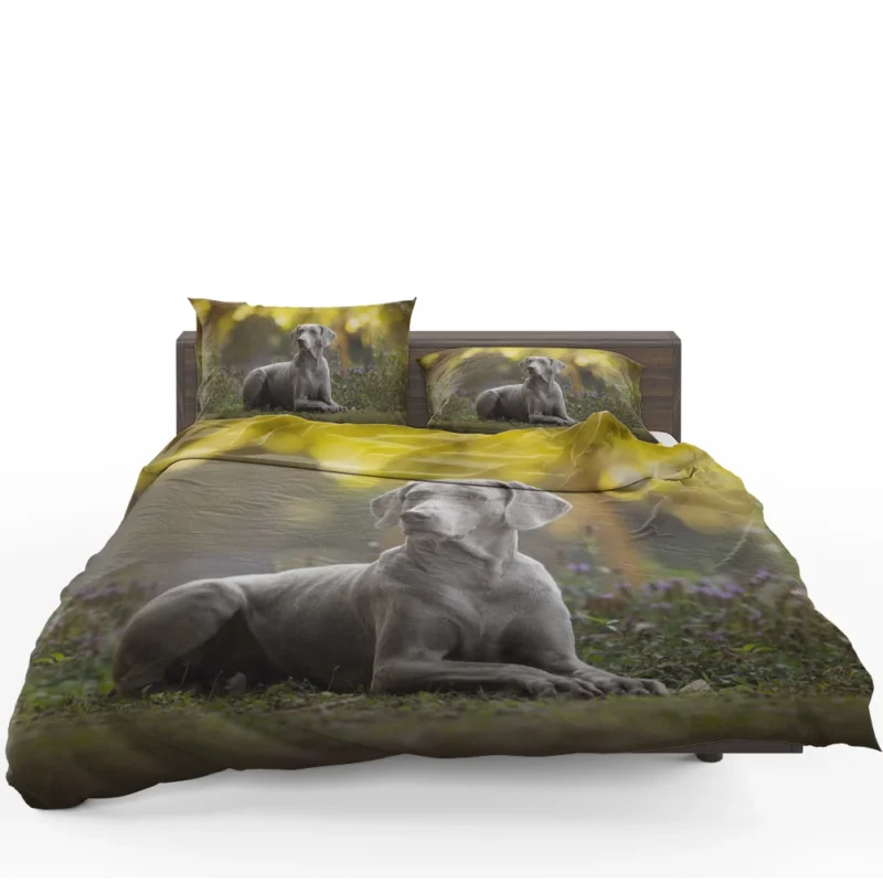 A Glimpse of Silver: Weimaraner Quartet Bedding Set