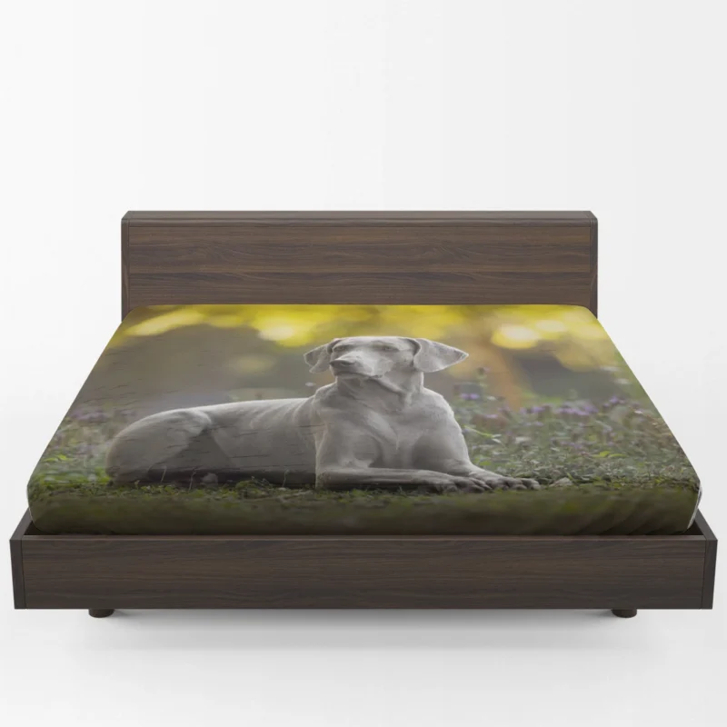 A Glimpse of Silver: Weimaraner Quartet Fitted Sheet 1