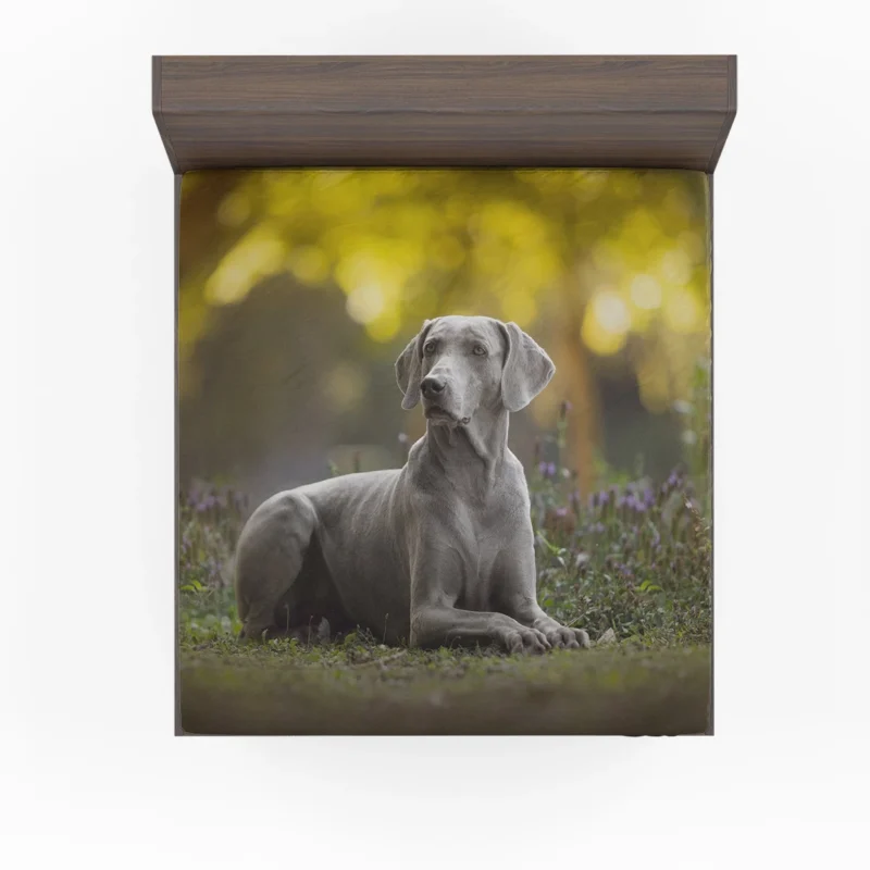 A Glimpse of Silver: Weimaraner Quartet Fitted Sheet