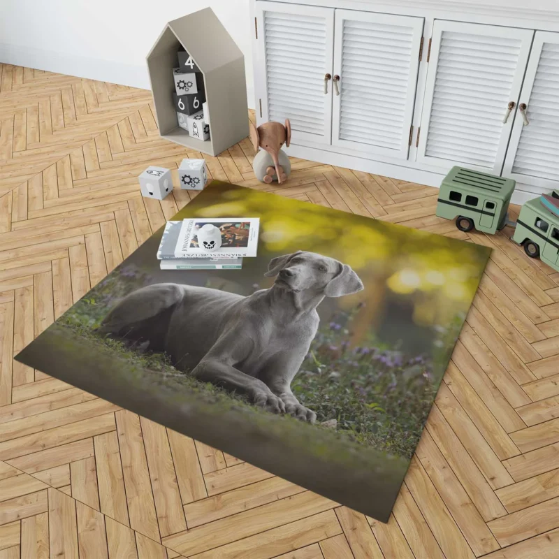 A Glimpse of Silver: Weimaraner Quartet Floor Rug 1