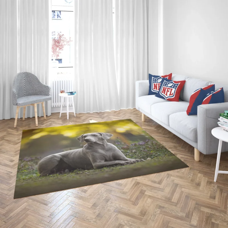 A Glimpse of Silver: Weimaraner Quartet Floor Rug 2