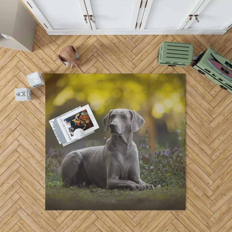 A Glimpse of Silver: Weimaraner Quartet Floor Rug