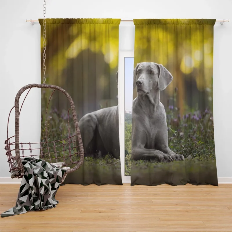 A Glimpse of Silver: Weimaraner Quartet Window Curtain