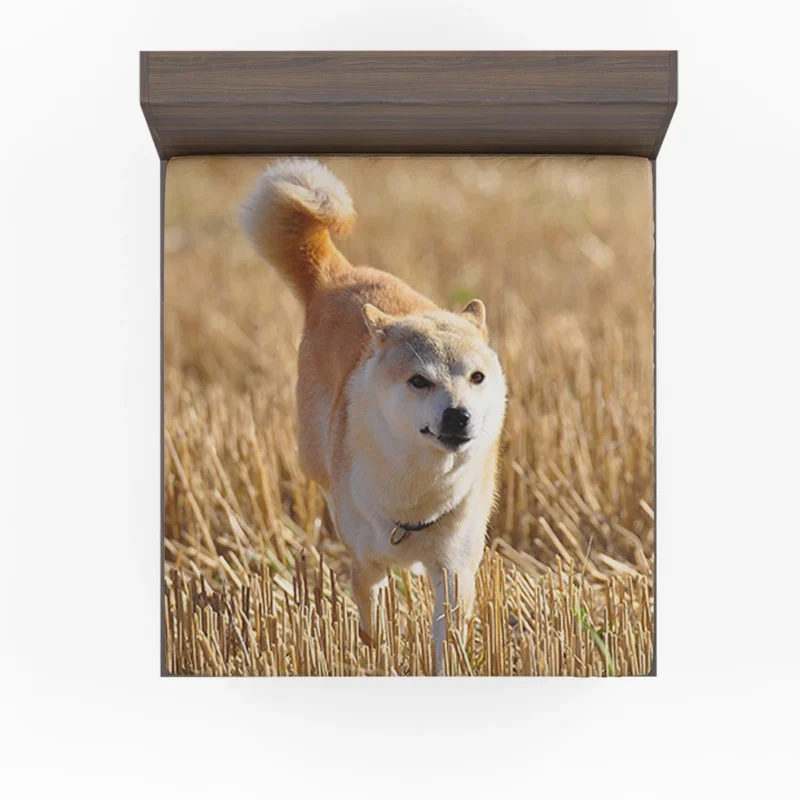 A Harmony of Playfulness: Shiba Inu Quartet Fitted Sheet