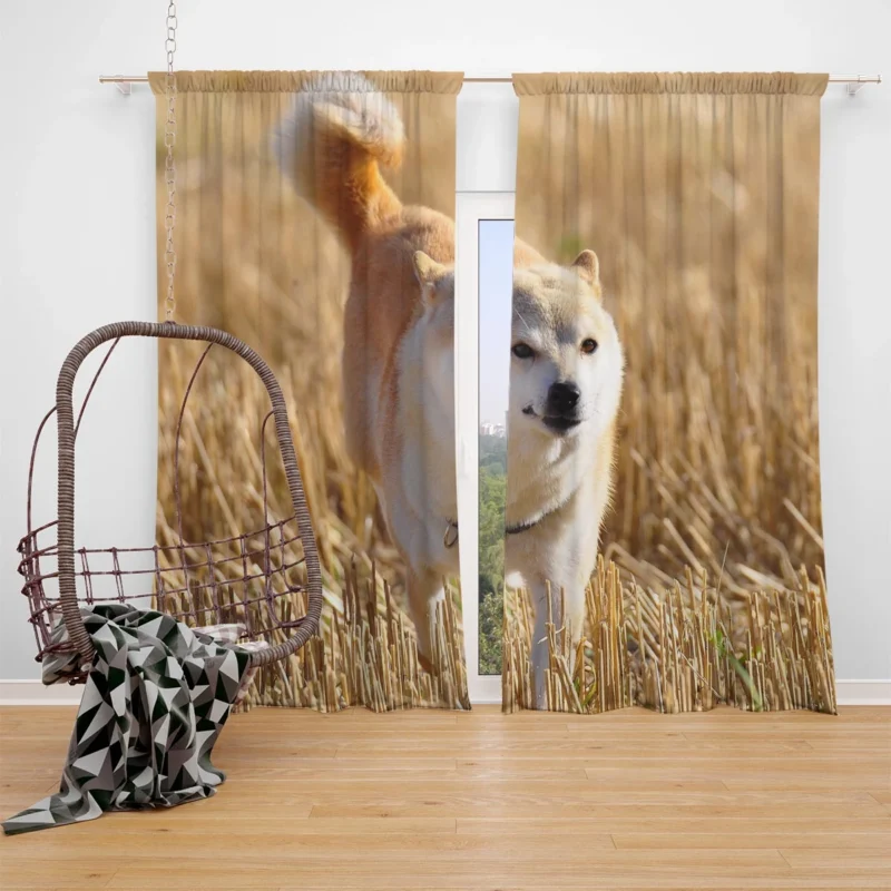 A Harmony of Playfulness: Shiba Inu Quartet Window Curtain