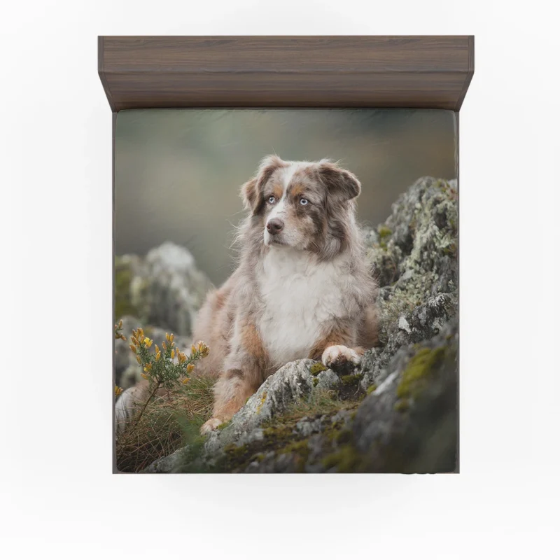 A Herding and Companion Breed: Australian Shepherd Fitted Sheet