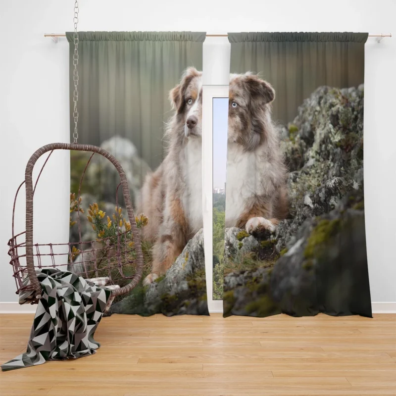 A Herding and Companion Breed: Australian Shepherd Window Curtain