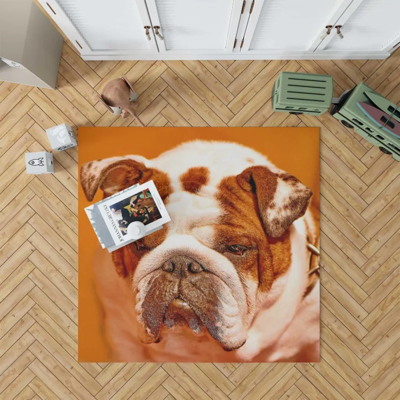 A Muzzle to Remember: Bulldog Quartet Floor Rug