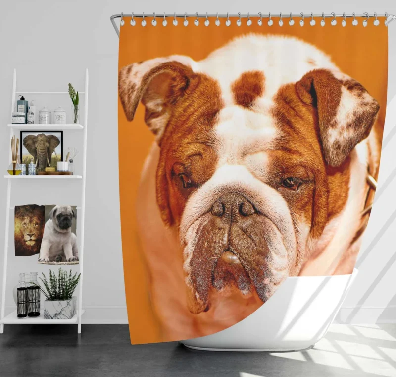 A Muzzle to Remember: Bulldog Quartet Shower Curtain