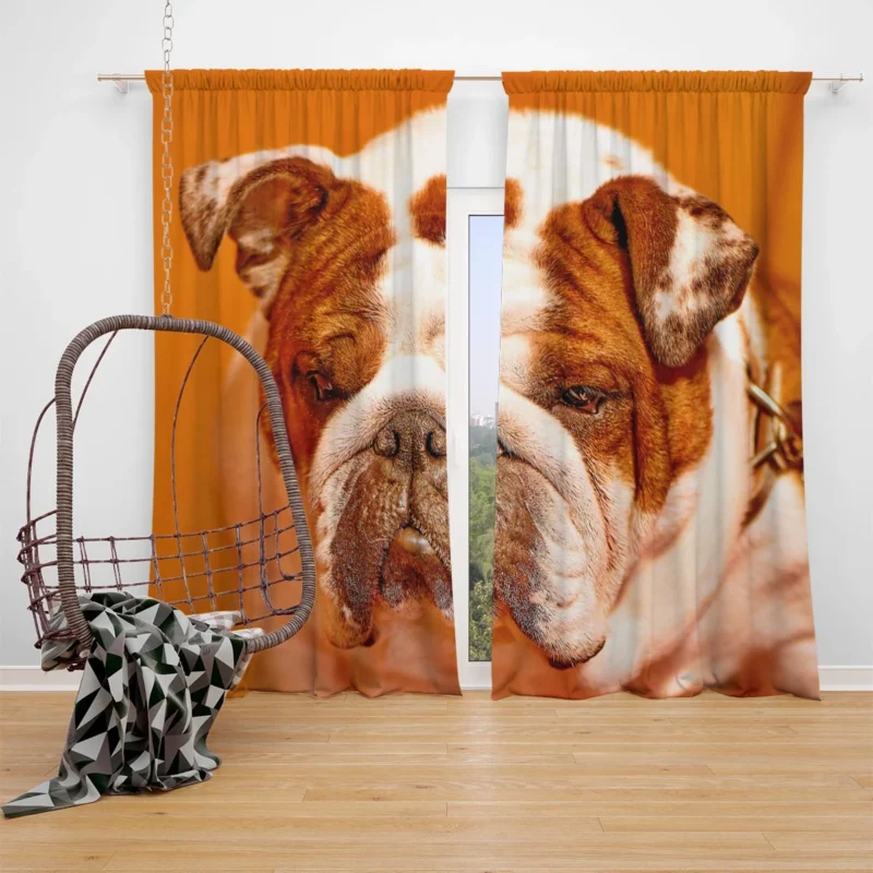 A Muzzle to Remember: Bulldog Quartet Window Curtain