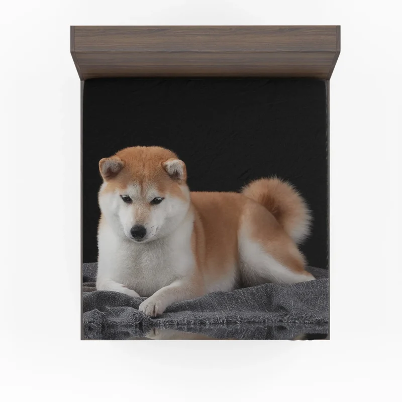 A Picture of Elegance: Shiba Inu Quartet Fitted Sheet