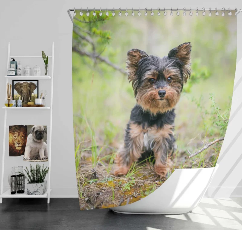 A Portrait of Charm: Yorkshire Terrier Quartet Shower Curtain