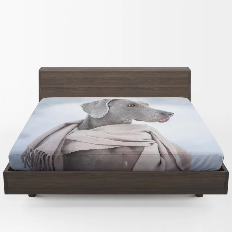 A Portrait of Elegance: Weimaraner Quartet Fitted Sheet 1